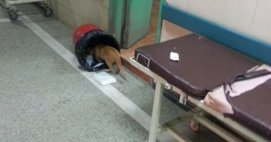 صور.. قطط داخل طرقات مستشفى كفر الشيخ العام