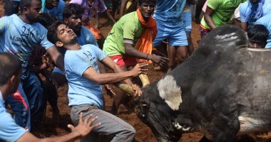 صور.. انطلاق مهرجان "جاليكاتو" للسيطرة على الثيران الهائجة فى الهند