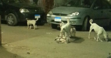 الكلاب الضالة تثير الذعر بين أهالى جزيرة بدران فى روض الفرج.. صورة 