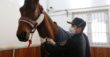 صور.. أول ظهور لحصان الحرس الجمهورى الفرنسى هدية ماكرون لنظيره الصينى