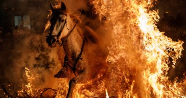 صور..انطلاق مهرجان قفز الجياد وسط النيران بإسبانيا فى عيد القديس أنطونيوس