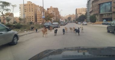 انتشار الكلاب الضالة فى شارع عماد حمدى بمدينة نصر والأهالى يستغيثون.. صور
