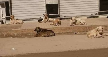 سكان الشهر العقارى بمدينة نصر يستغيثون من انتشار الكلاب الضالة 