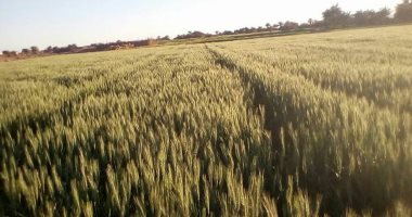زراعة دمياط: حصاد 1327 فدان من محصول القمح و2053 فدانا من البنجر 