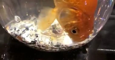 فيديو.. سمكة حية داخل "شيشة" تثير غضب رواد السوشيال ميديا