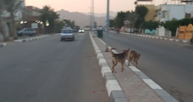 صور.. الكلاب تزعج أهالى مدينة دهب فى جنوب سيناء وقارئ يطالب بنقلها بعيدا