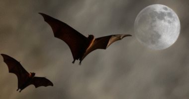 ليبيريا تكتشف خفاش يحمل فيروس إيبولا فى غرب أفريقيا للمرة الأولى