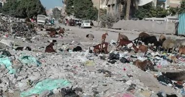 صور.. إضبط مخالفة.. الأغنام والقمامة يحاصران مدرسة السيدة عائشة بشبرا الخيمة