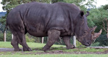 استمرار تراجع أعداد وحيد القرن فى جنوب أفريقيا جراء الصيد