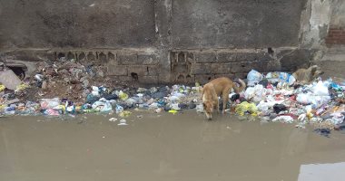 صور.. اضبط مخالفة.. مياه أمطار وقمامة تحيط بالمدرسة الثانوية بنين بالخانكة