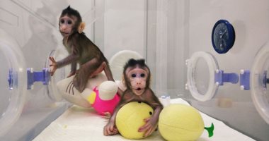 عالم صينى: لا خطة لاستنساخ البشر بعد نجاح التجربة على القرود