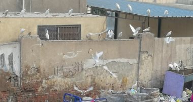 صور.. أكوام القمامة تحاصر مستشفى حميات بنها