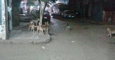 صور.. الكلاب تغزو شارع الأصبغ فى الزيتون ومطالب بنقلها بعيدا عن السكان