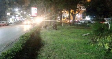 صور.. الكلاب الضالة تزعج سكان شارع جسر السويس ومطالب بنقلها بعيدا