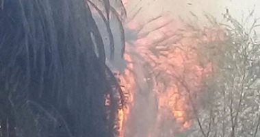 السيطرة علي حريق في 50 شجرة نخيل بمدينة إسنا