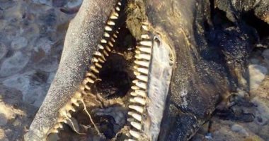 صور.. محميات البحر الأحمر: الدولفين النافق بغارب من نوع القاتل الكاذب