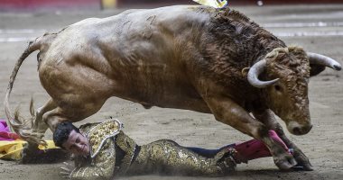 صور.. "ثور هائج" يركل مصارع ويطرحه أرضا فى حلبة المصارعة بكولومبيا