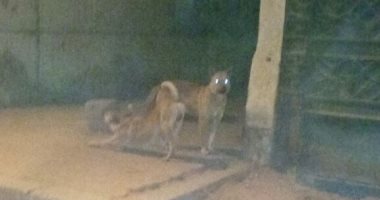 انتشار الكلاب الضالة تثير قلق أهالى مساكن عثمان بعزبة النخل