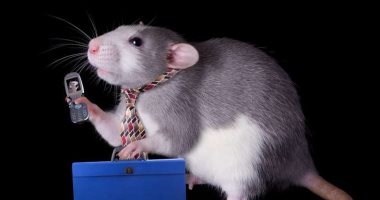 دراسة: إشعاعات الهواتف المكثفة أصابت الفئران بأورام ولا خطورة على البشر