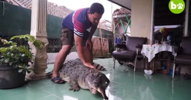 شاهد.. أسرة إندونسية تعيش مع تمساح طوله أكثر من مترين ويؤكدون: "أليف"
