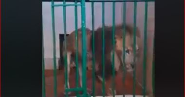 تداول فيديو للأسد فى حديقة حيوان الإسكندرية بقدم مكسورة
