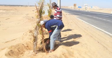 صور.. استكمال تشجير طريق الخارجة أسيوط حتى مدخل مطار الوادى الجديد