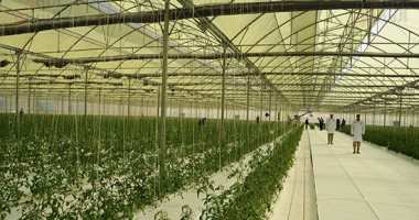 مشروع جديد للصوب الزراعية على مساحة 51 ألف فدان بزمام المنيا وبنى سويف