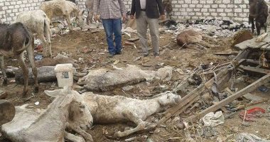 صور.. تفاصيل العثور على 11 حمارا نافقا بأبو زعبل