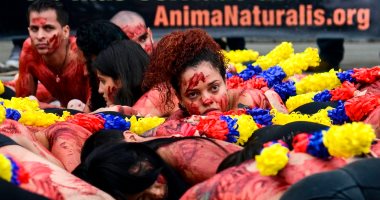 صور.. متظاهرون يصبغون جلودهم بلون أحمر ضد مصارعة الثيران بكولومبيا