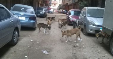 صور..الكلاب الضالة تثير فزع أهالى النزهة 2 بجسر السويس