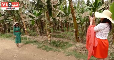"المحاصيل الزراعية" تحدد 9 توصيات لحدائق الموز حول طرق الرى والتسميد