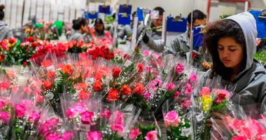 "بنك الحب" وقبلات وورود فى احتفالات العالم بالفلانتين