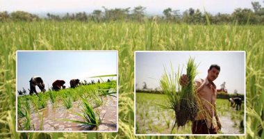 أسئلة اليوم الشائعة.. هل يختفى الأرز العام المقبل بسبب أزمة المياه؟