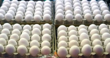 محافظ الإسكندرية: لا صحة لما يتداول عن البيض الصينى البلاستيك فى الأسواق