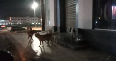 الكلاب الضالة تهدد سكان شارع ثروت فخر بمنطقة الأربعين فى القاهرة