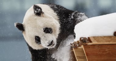 صور.. الباندا "لومى" تلعب بالثلج خلال افتتاح حديقة حيوان فى فنلندا