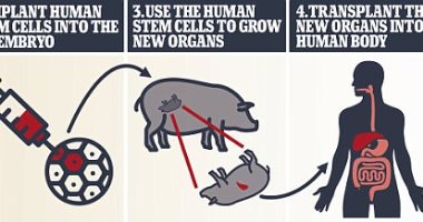 ديلى ميل: إنشاء هجين جديد بين البشر والأغنام يساهم فى زراعة الأعضاء