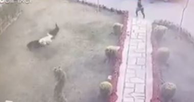 فيديو.. هجوم كلبين على مواطن بمدينة الرحاب
