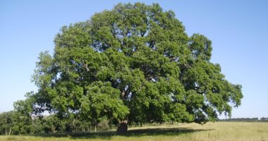ترشيح شجرة "بلوط الفلين" البرتغالية للقب الشجرة الأوروبية لهذا العام
