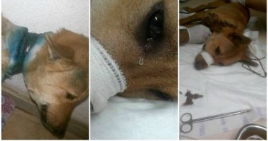 فيديو وصور.. القصة الكاملة لإنقاذ الكلب "هيرو" بعد تعذيبه فى القليوبية