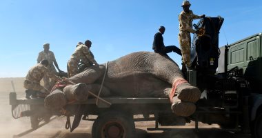 صور.. كينيا تنقل عشرات الفيلة المهددة بالانقراض إلى حدائق خاصة