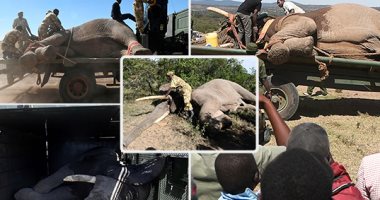 كينيا تنقل عشرات الفيلة المهددة بالانقراض إلى حدائق خاصة