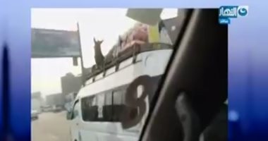 "بغل" يسافر من الإسكندرية إلى المنيا أعلى سيارة ميكروباص (فيديو)