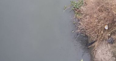 شكوى من تلوث مياه نهر النيل فى كفر الشيخ.. وقارئ: تختلط بمياه الصرف