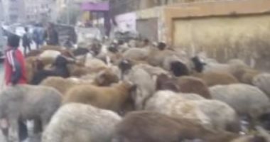 رئيس مدينة مرسى يصدر قرارًا بحظر مرور قطيع الماشية بالشوارع