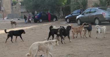 شكوى من انتشار ظاهرة الكلاب الضالة بشارع الترعة فى حدائق القبة