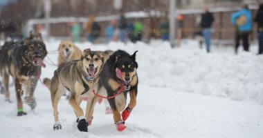 صور.. انطلاق مارثون زلاجات الكلاب فى ولاية ألاسكا الأمريكية