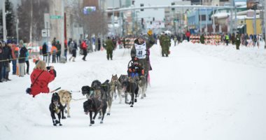 انطلاق ماراثون زلاجات الكلاب فى ولاية ألاسكا الأمريكية