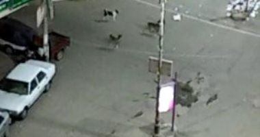 شكوى من انتشار الكلاب الضالة بشارع أحمد ماهر فى المنوفية