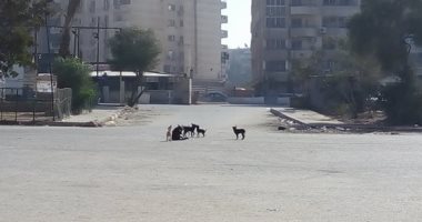 صور.. قارئ يشكو من الكلاب الضالة فى شارع إسماعيل وهبى بمدينة نصر